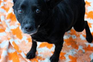 Psy do adopcji 19.01.2026 - Gmina Nowy Targ