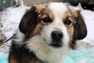 Psy do adopcji 17.03.2025 - Gmina Nowy Targ