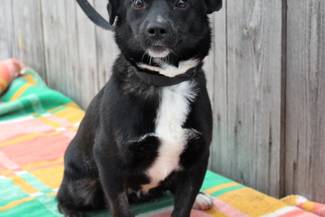 Psy do adopcji 02.12.2025 - Gmina Nowy Targ