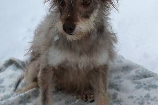 Psy do adopcji 16.02.2023 - Gmina Nowy Targ