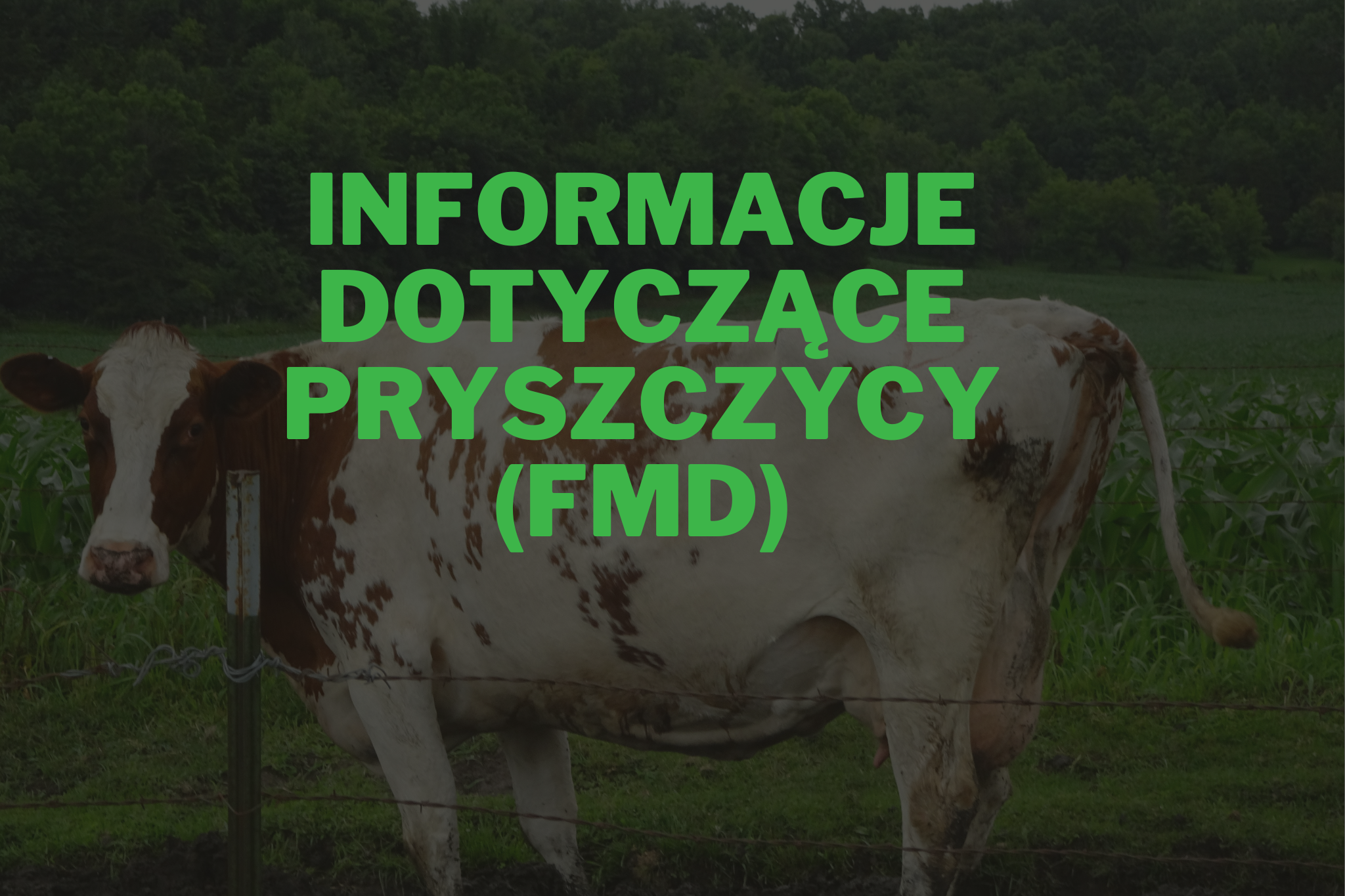 Informacje dotyczące pryszczycy (FMD)
