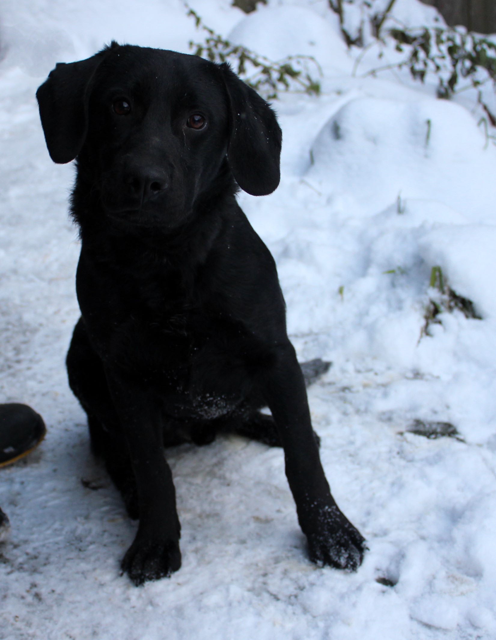 Pies, średni, czarny, gładki, około 8 miesięcy / Gmina Nowy Targ.