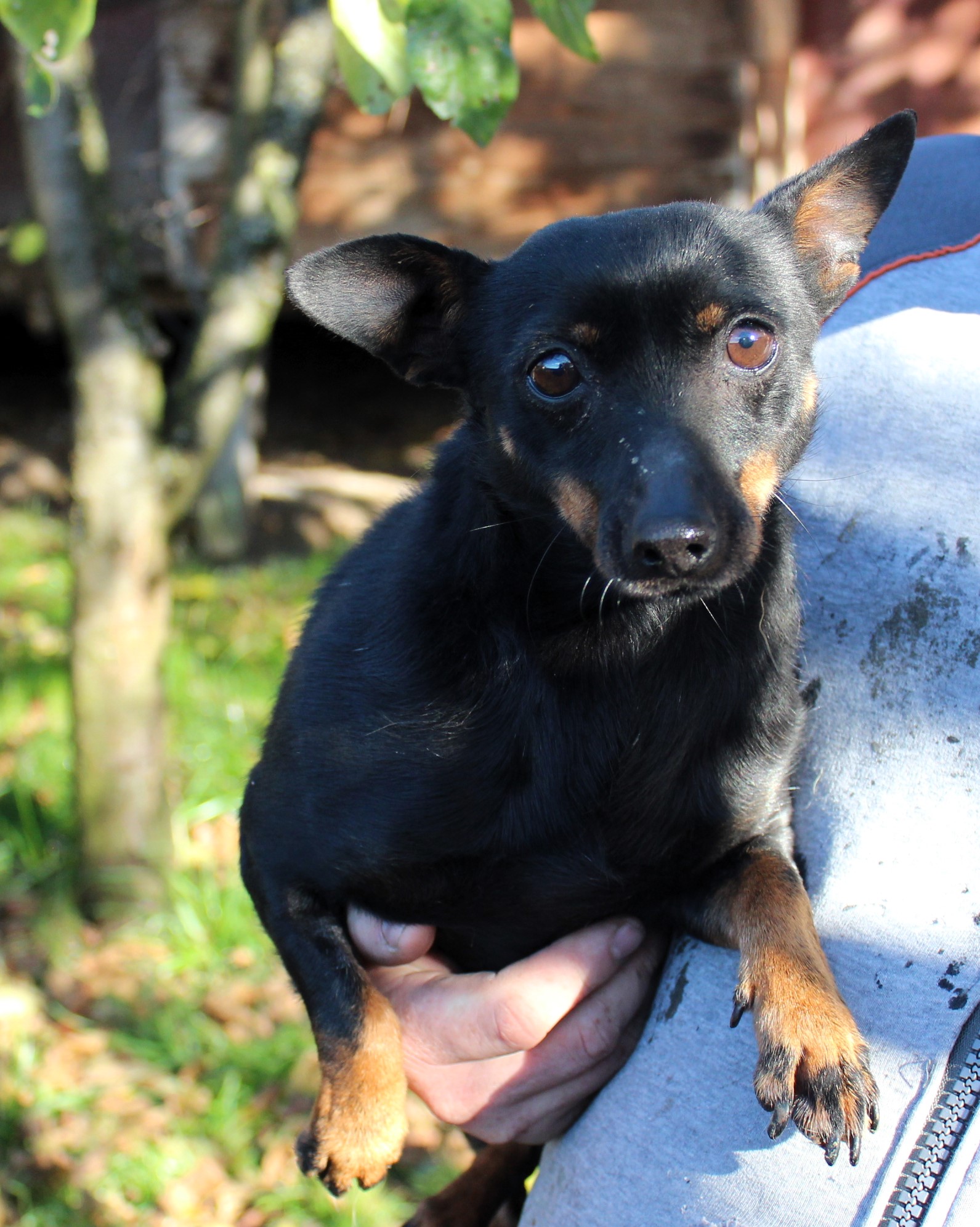 Suczka, mała, czarna, podpalana, gładka, 8 lat