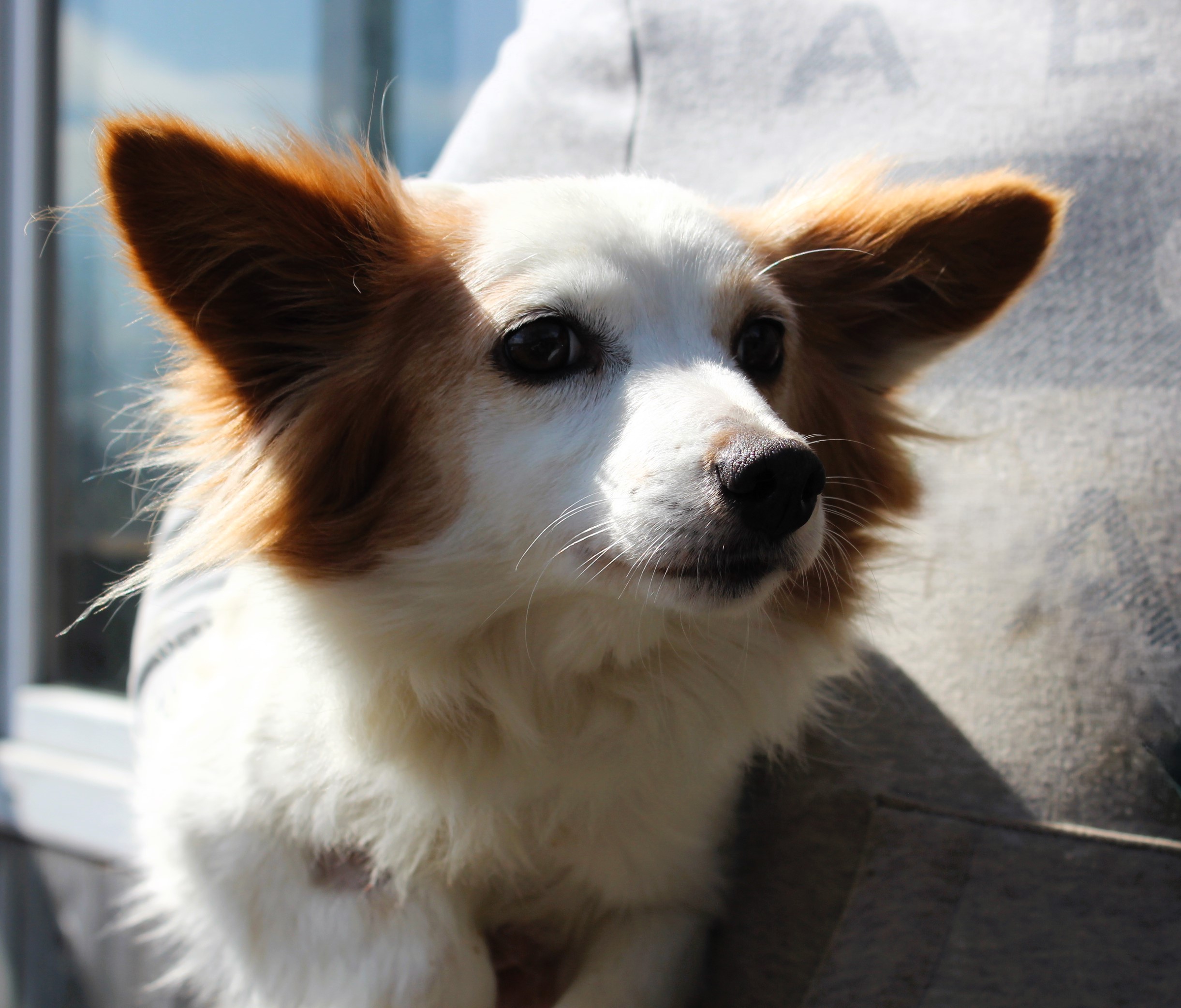 Samica, mała, biało-brązowa, kudłata, 2 lata