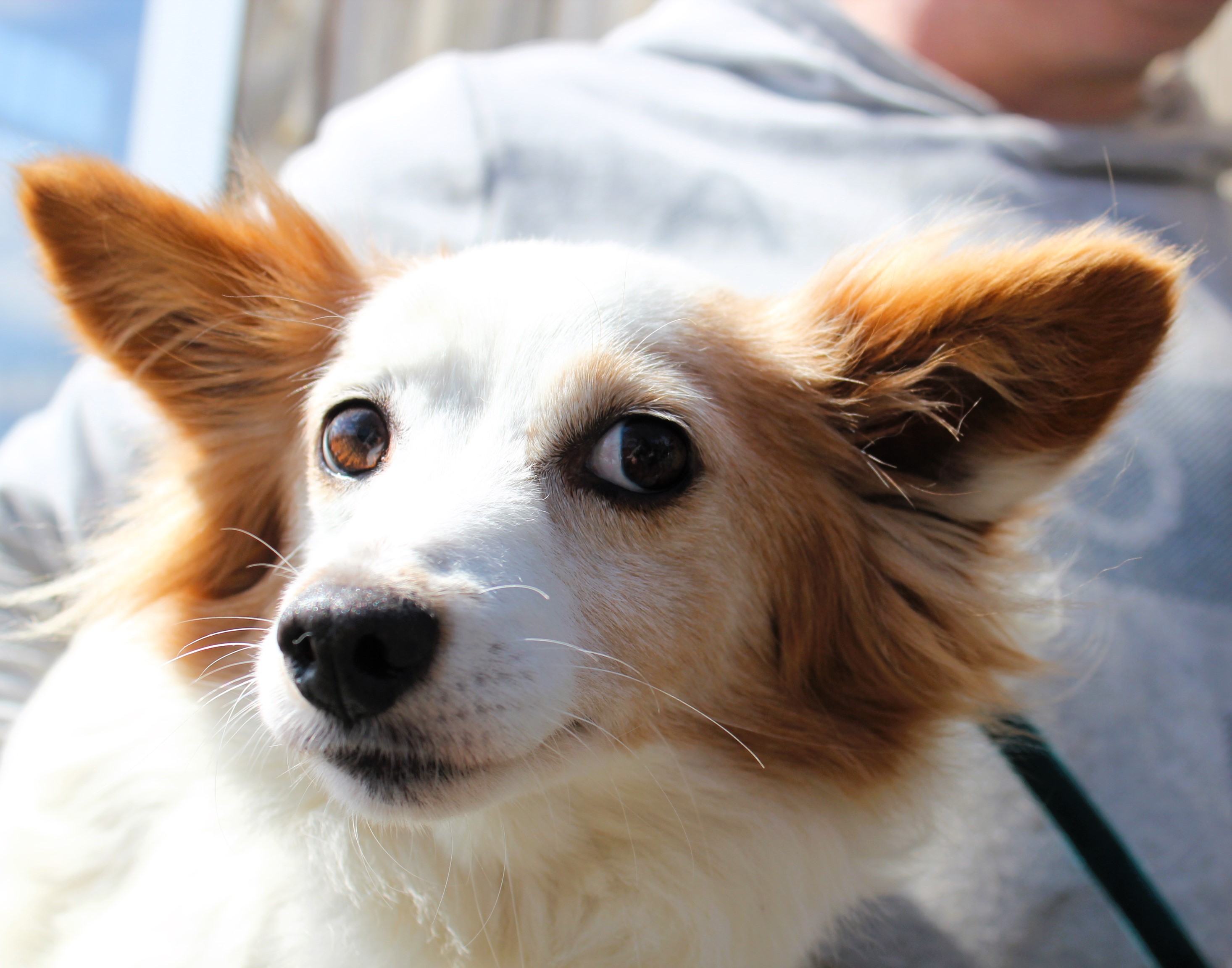 Samica, mała, biało-brązowa, kudłata, 2 lata