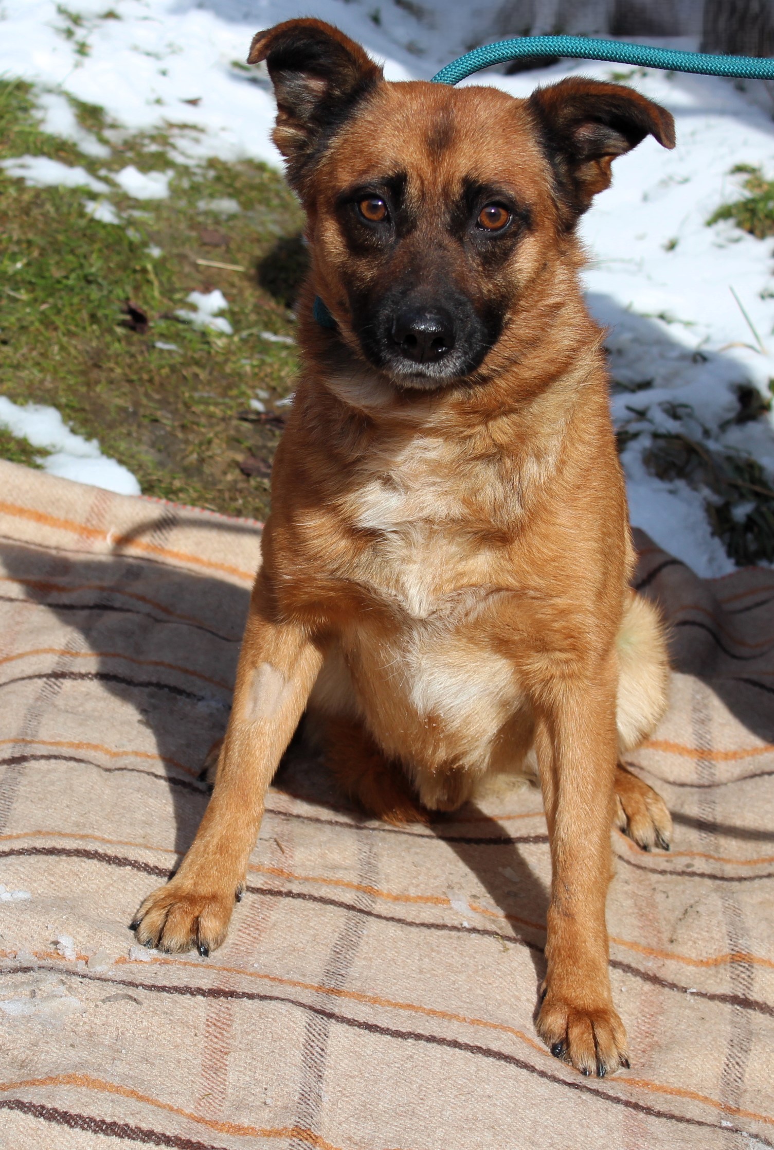 pies, mały, rudy z czarnym pyszczkiem, gładki, 4 lata