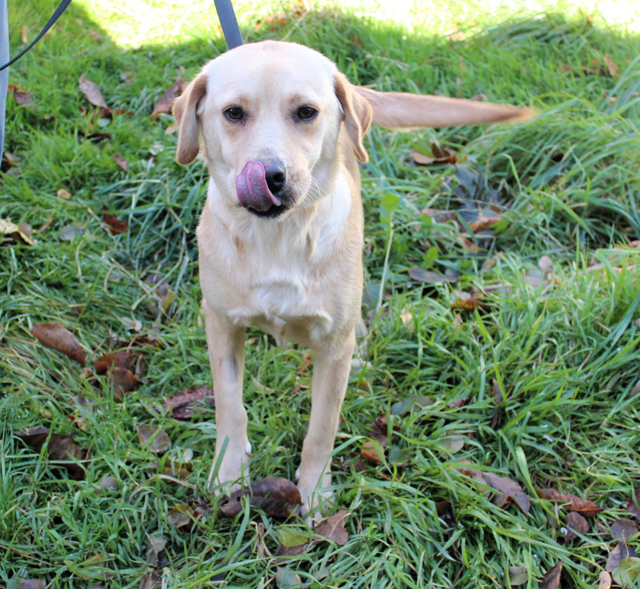 Suczka, mała, biszkoptowa, gładka, 1,5 roku