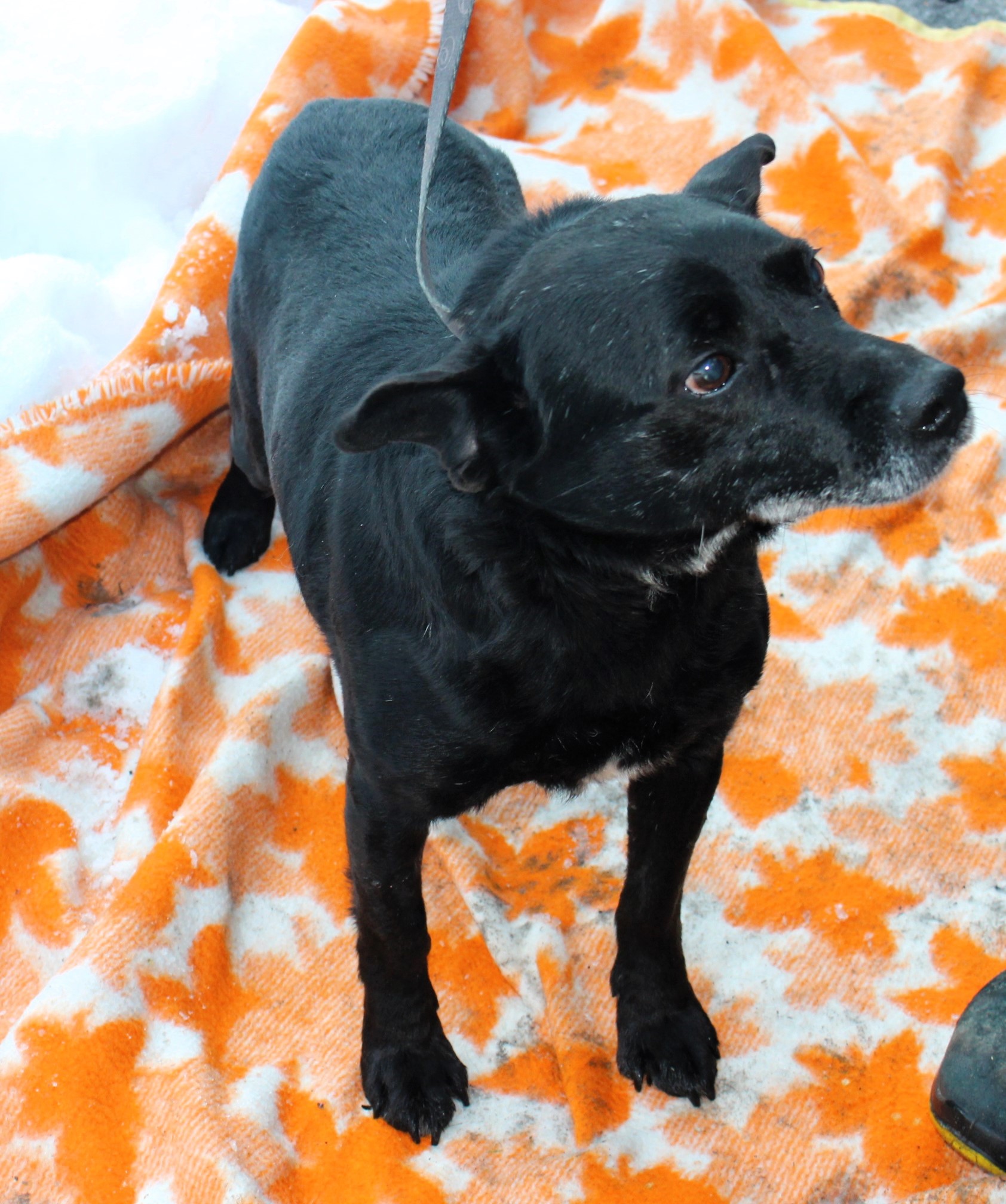 Pies, mały, czarny, gładki, 9 lat