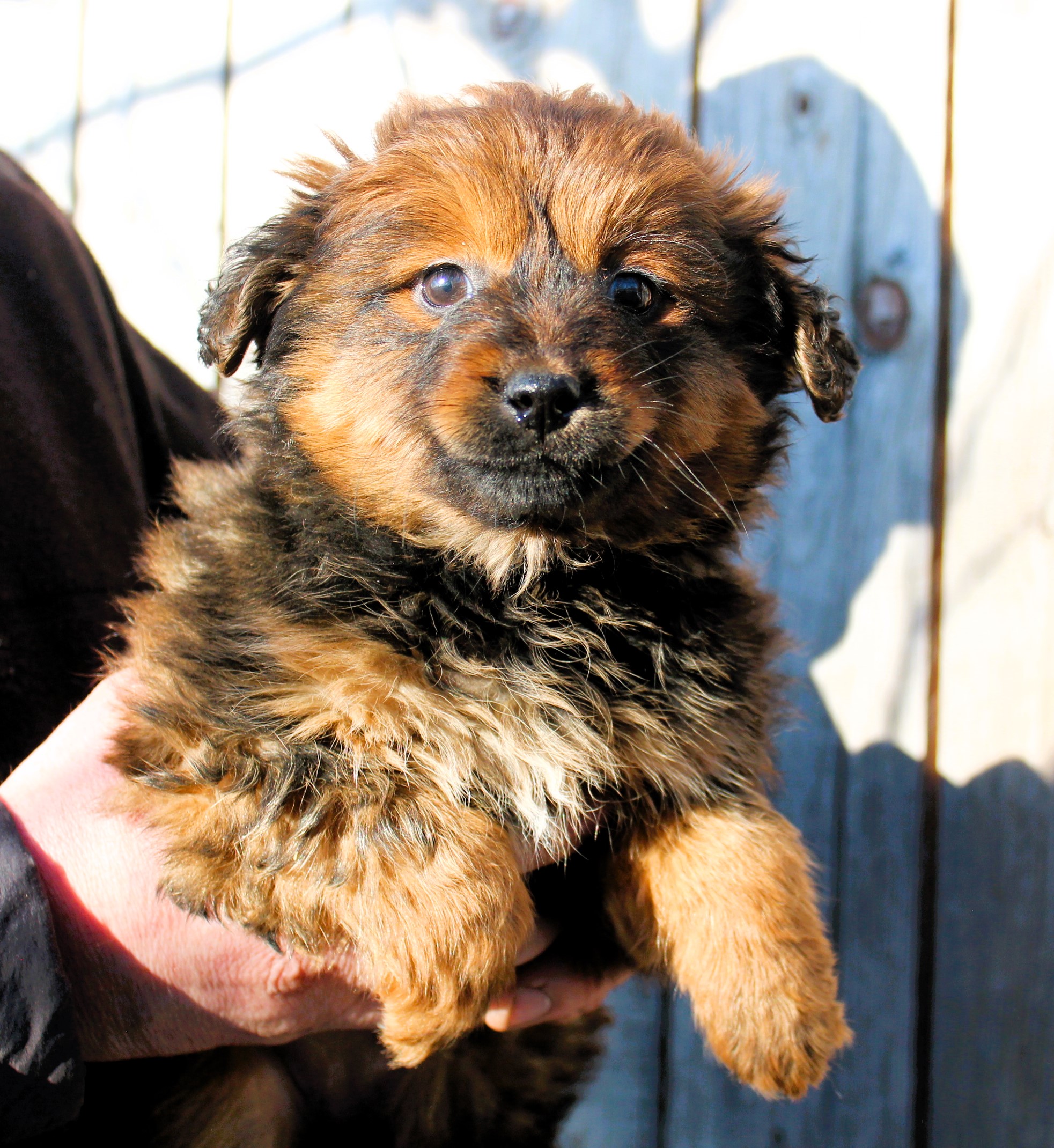 Szczeniak, suczka, 2 miesiące