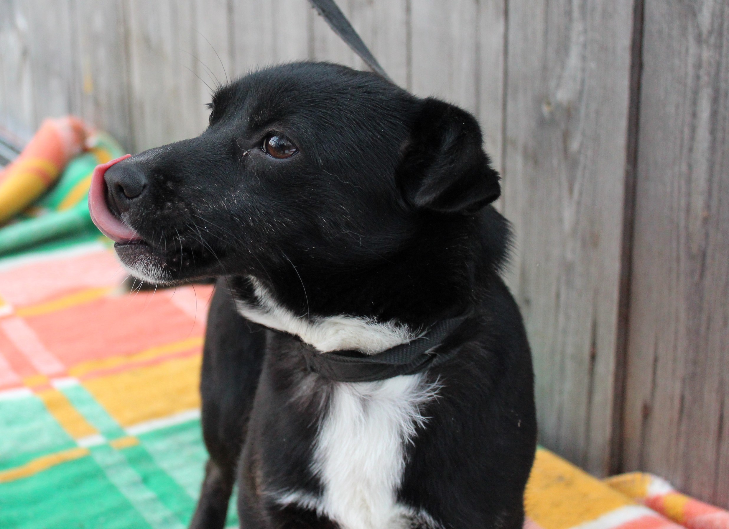  Suka, mała, czarna z białym krawatem, gładka, 1 rok