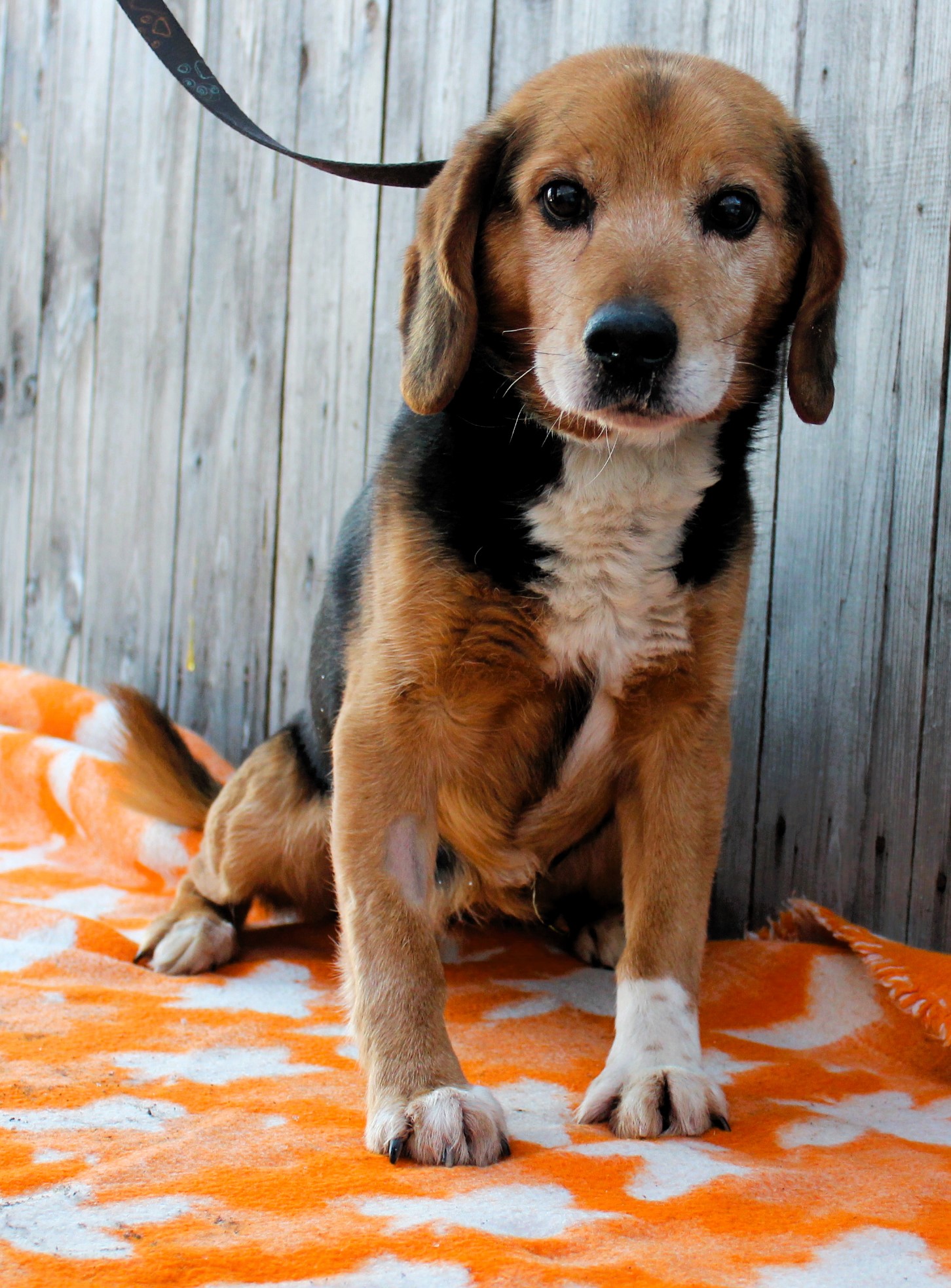  Pies, mały, tricolor, a'la beagle, 10 lat