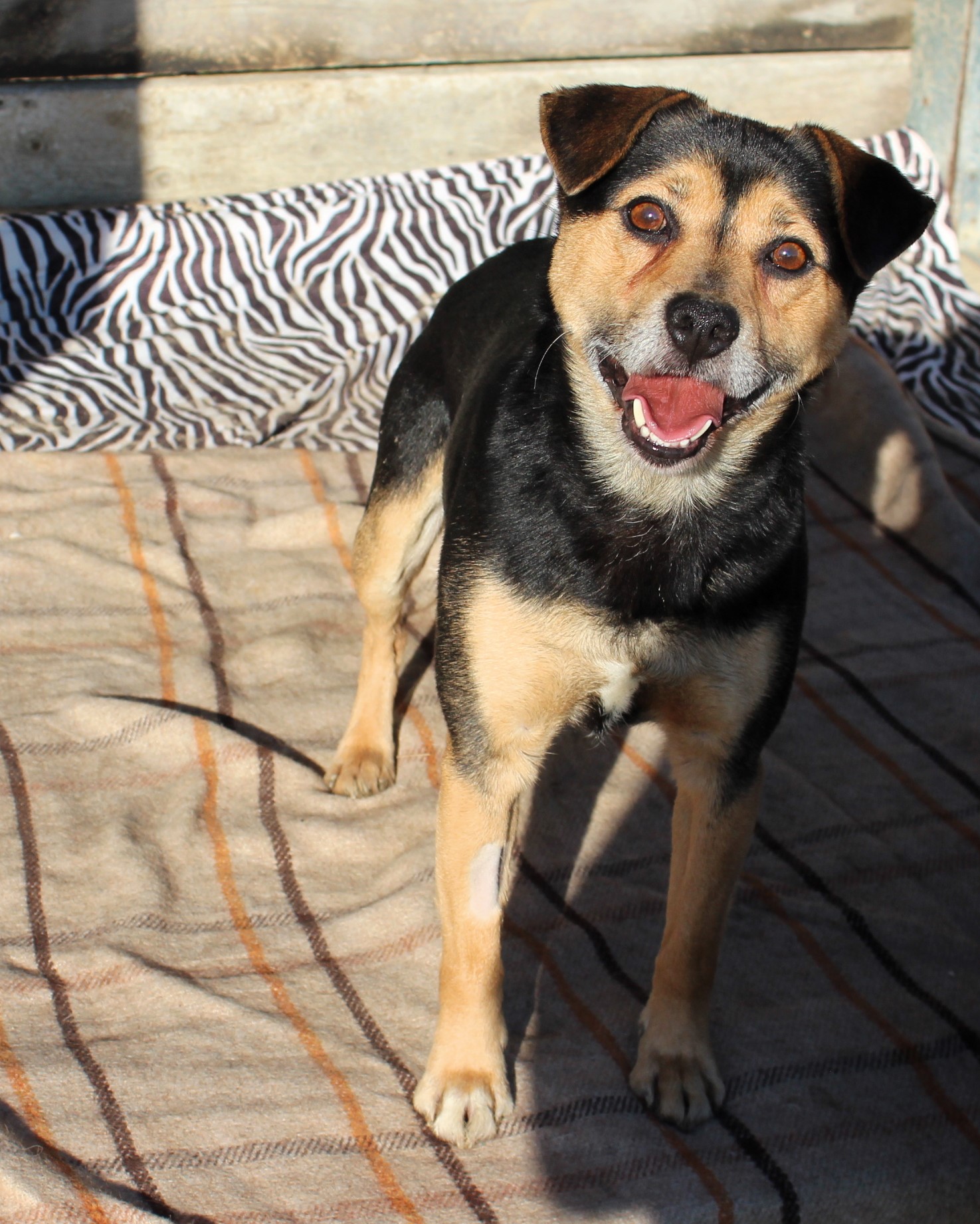  Pies, mały, czarny, podpalany, z siwym pyskiem, 3 lata