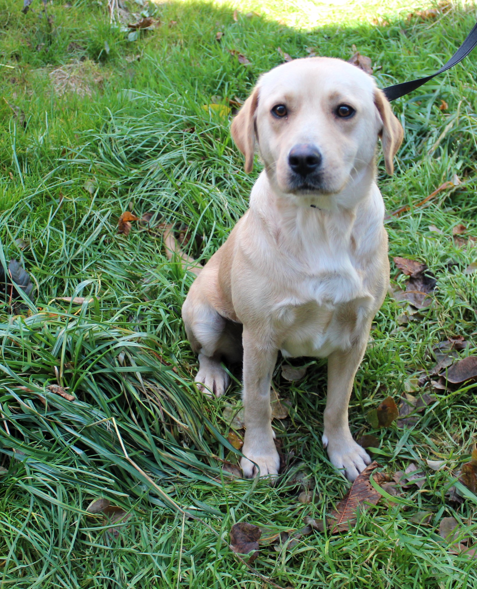 Suczka, mała, biszkoptowa, gładka, 1,5 roku