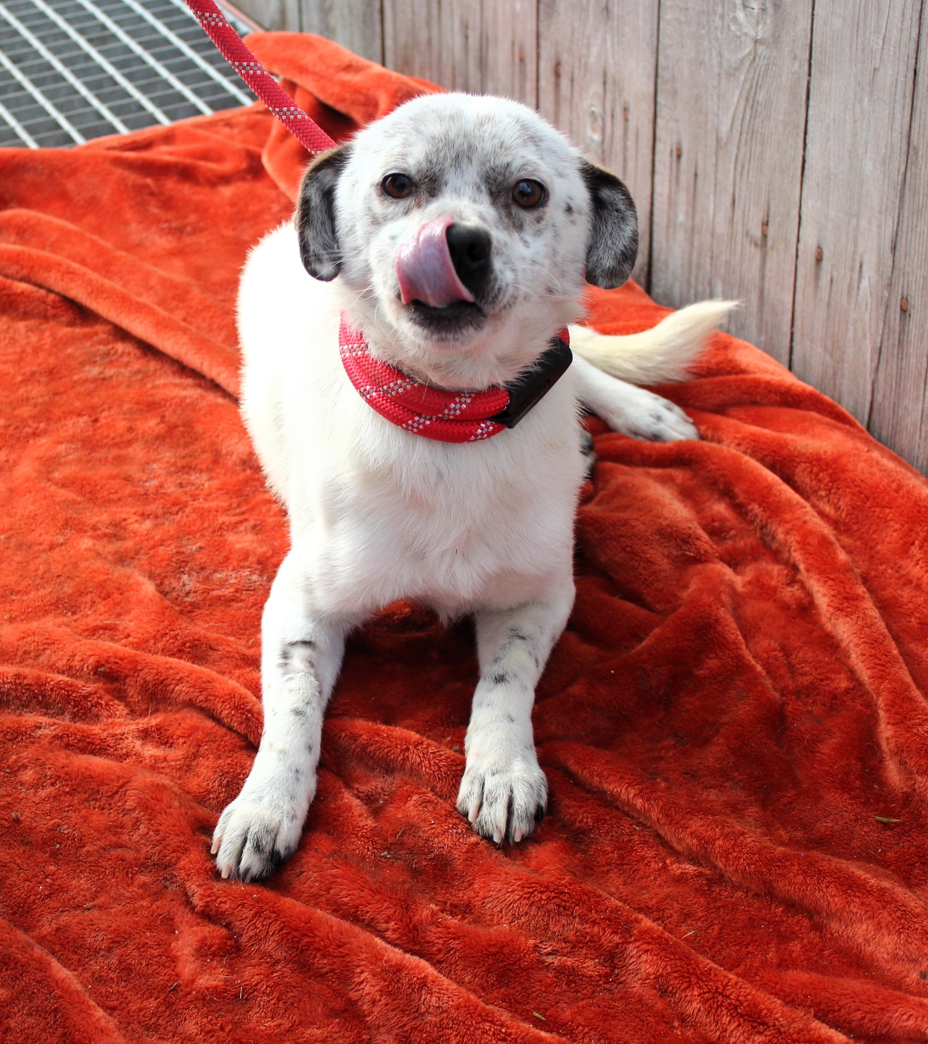 Pies, mały, biało z szarym uszkami, gładki, 1 rok 