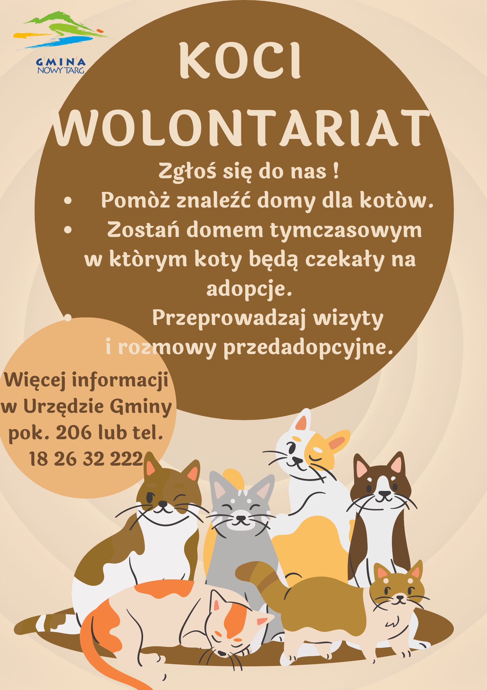 plakat koci wolontariat