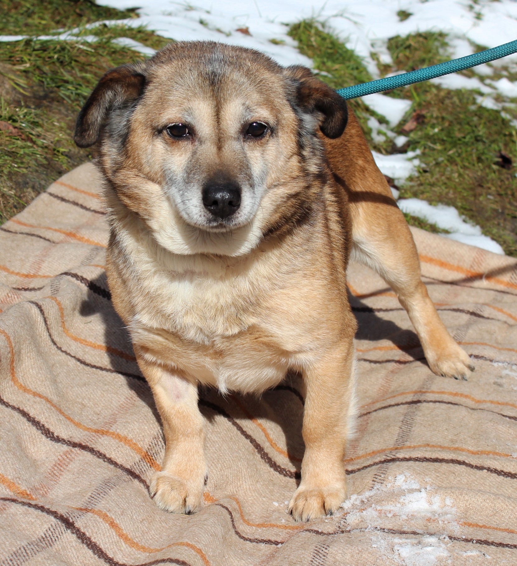 pies, mały, brązowo-czarny, gładki, 10 lat 