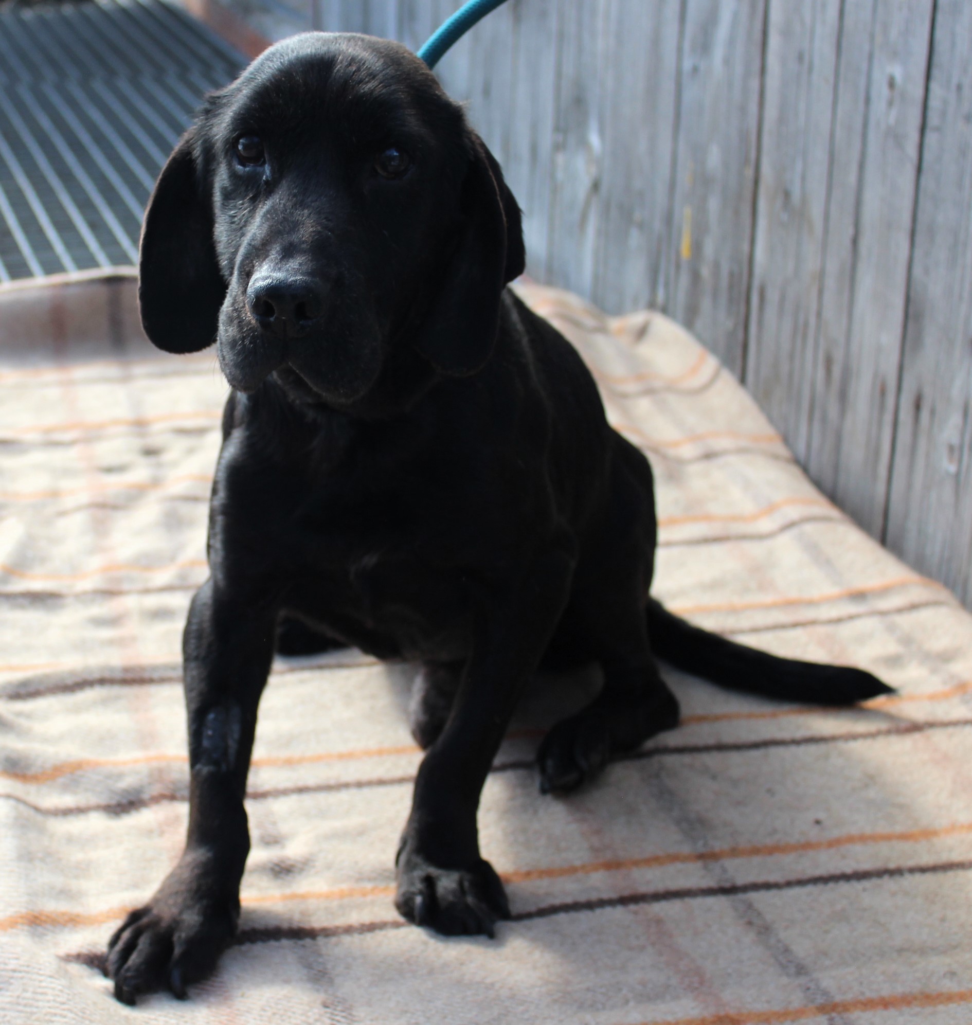 pies, mały, czarny, gładki, 12 lat