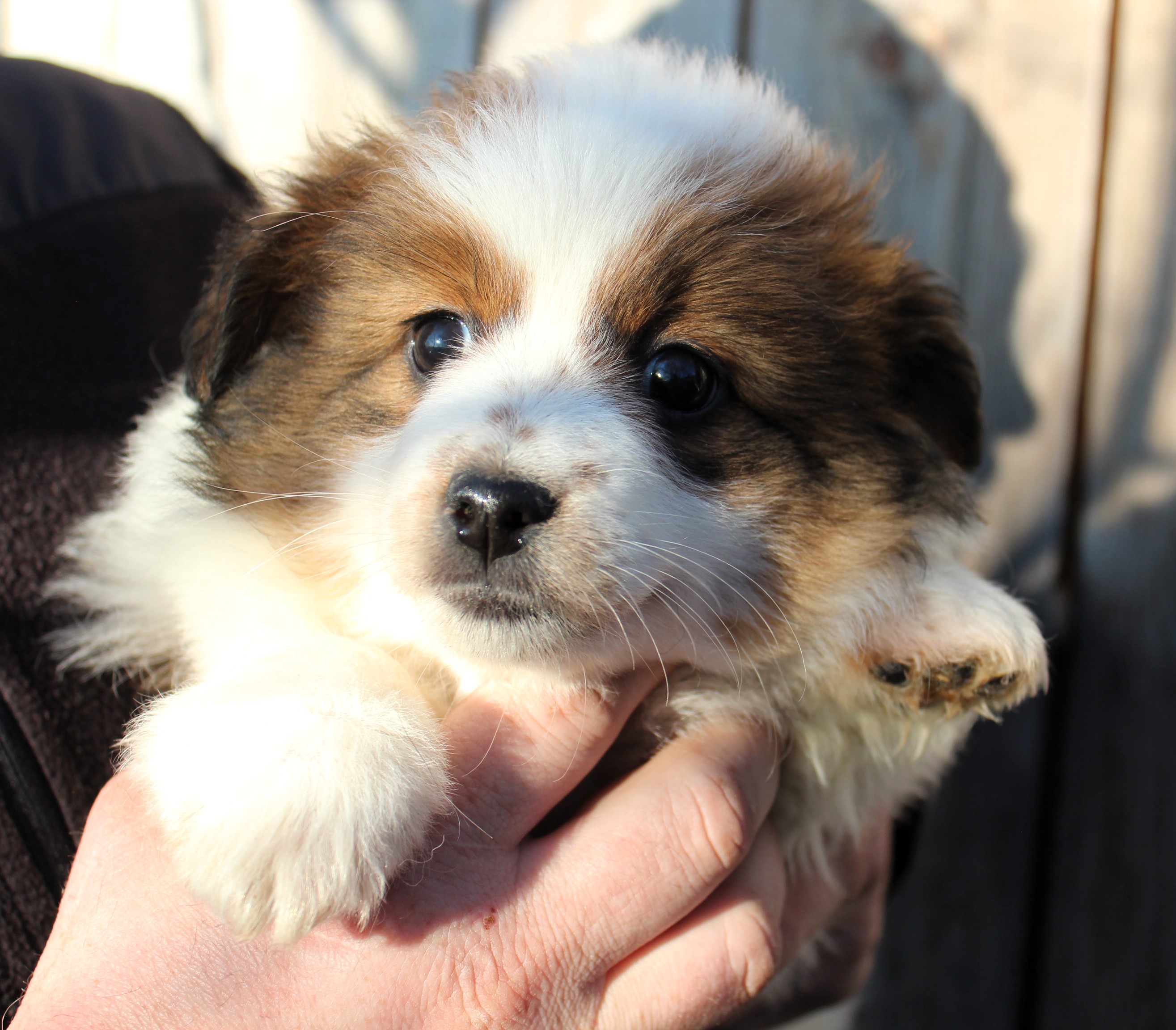 Szczeniak, suczka, 2 miesiące