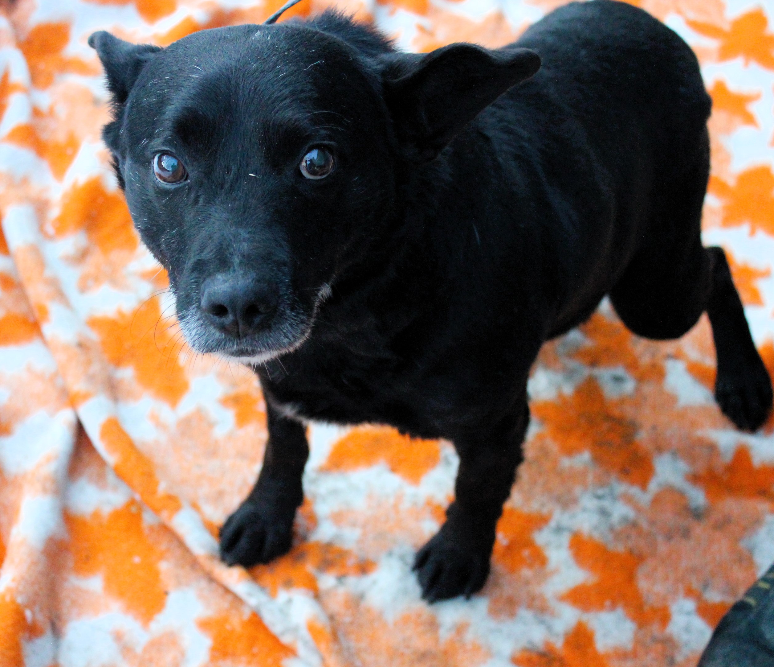 Pies, mały, czarny, gładki, 9 lat