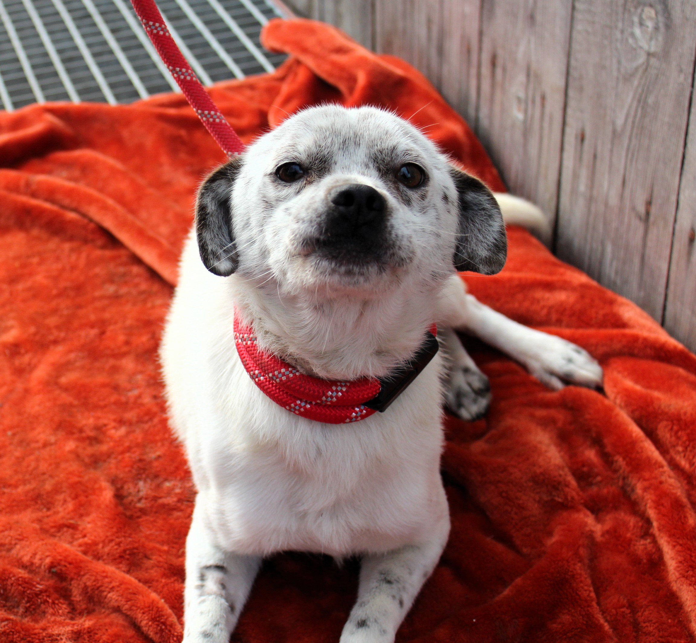 Pies, mały, biało z szarym uszkami, gładki, 1 rok 