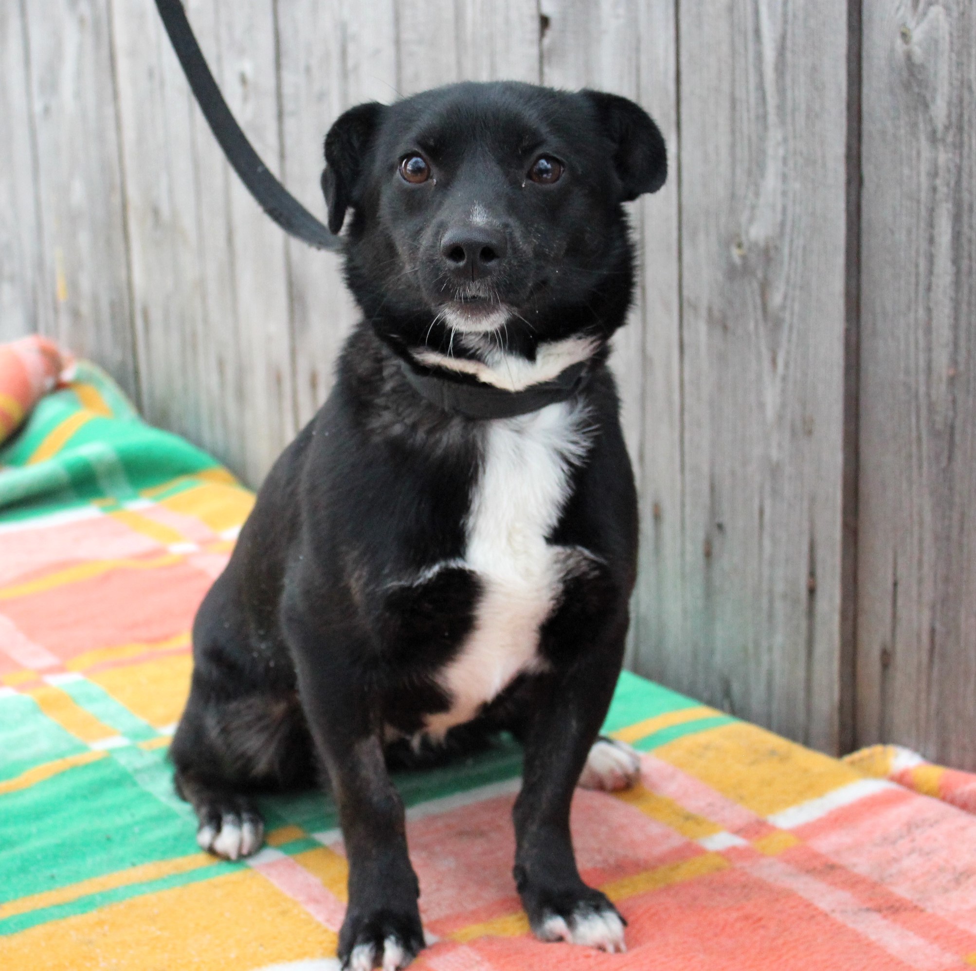  Suka, mała, czarna z białym krawatem, gładka, 1 rok